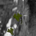 Hedera helix