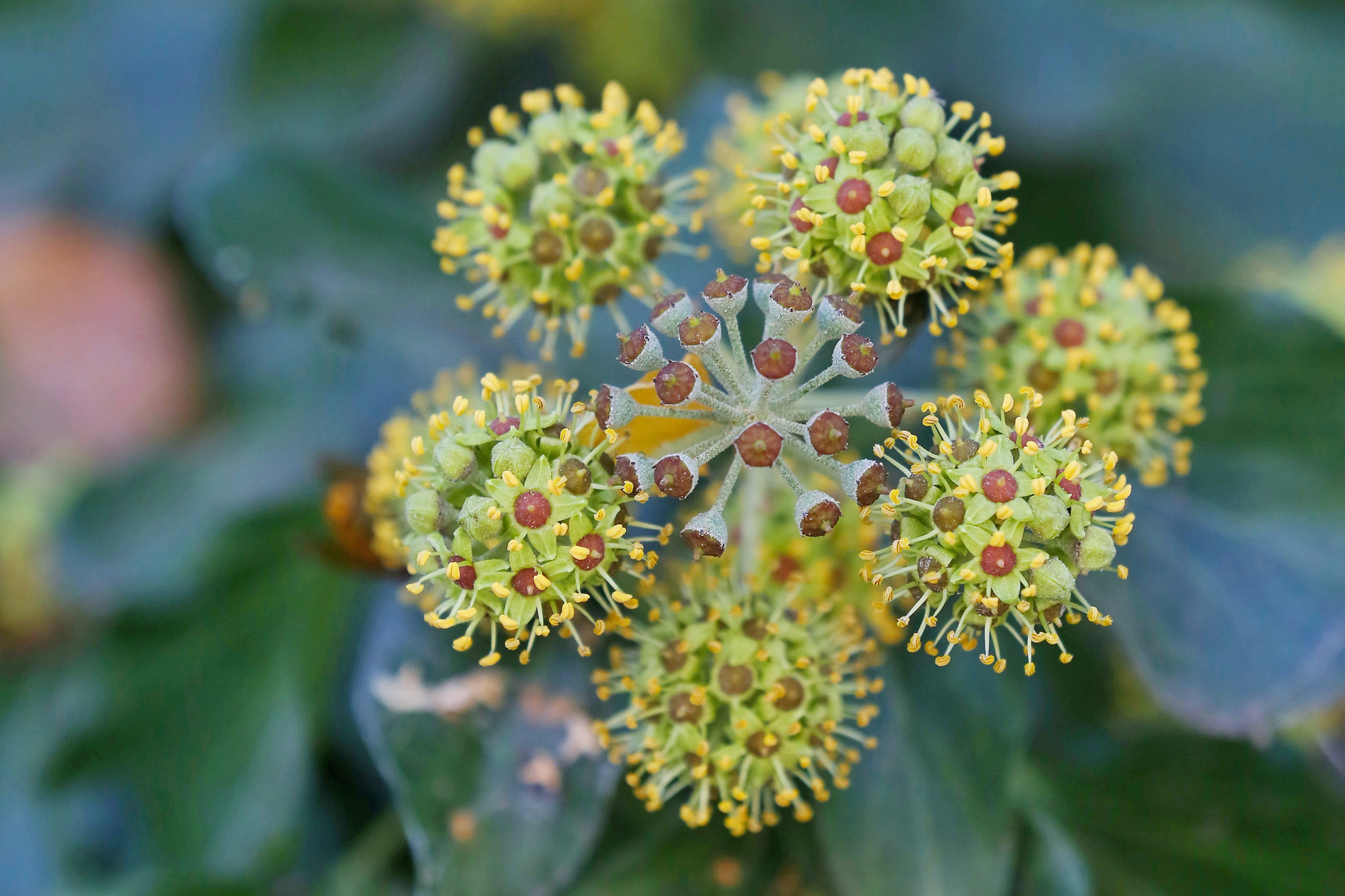 Hedera Helix - European Ivy