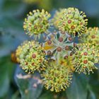 Hedera Helix - European Ivy