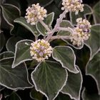 Hedera helix frostig...