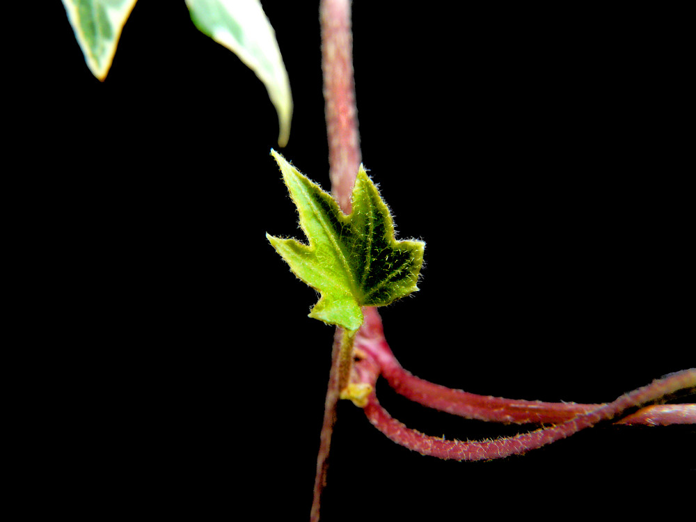 Hedera Helix im Antlitz ihrer Schönheit