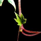 Hedera Helix im Antlitz ihrer Schönheit