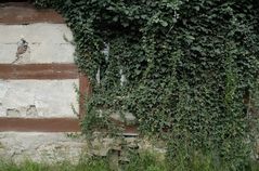 Hedera Helix - Window