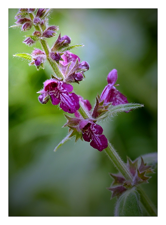 Hedge woundwort