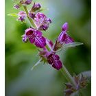 Hedge woundwort