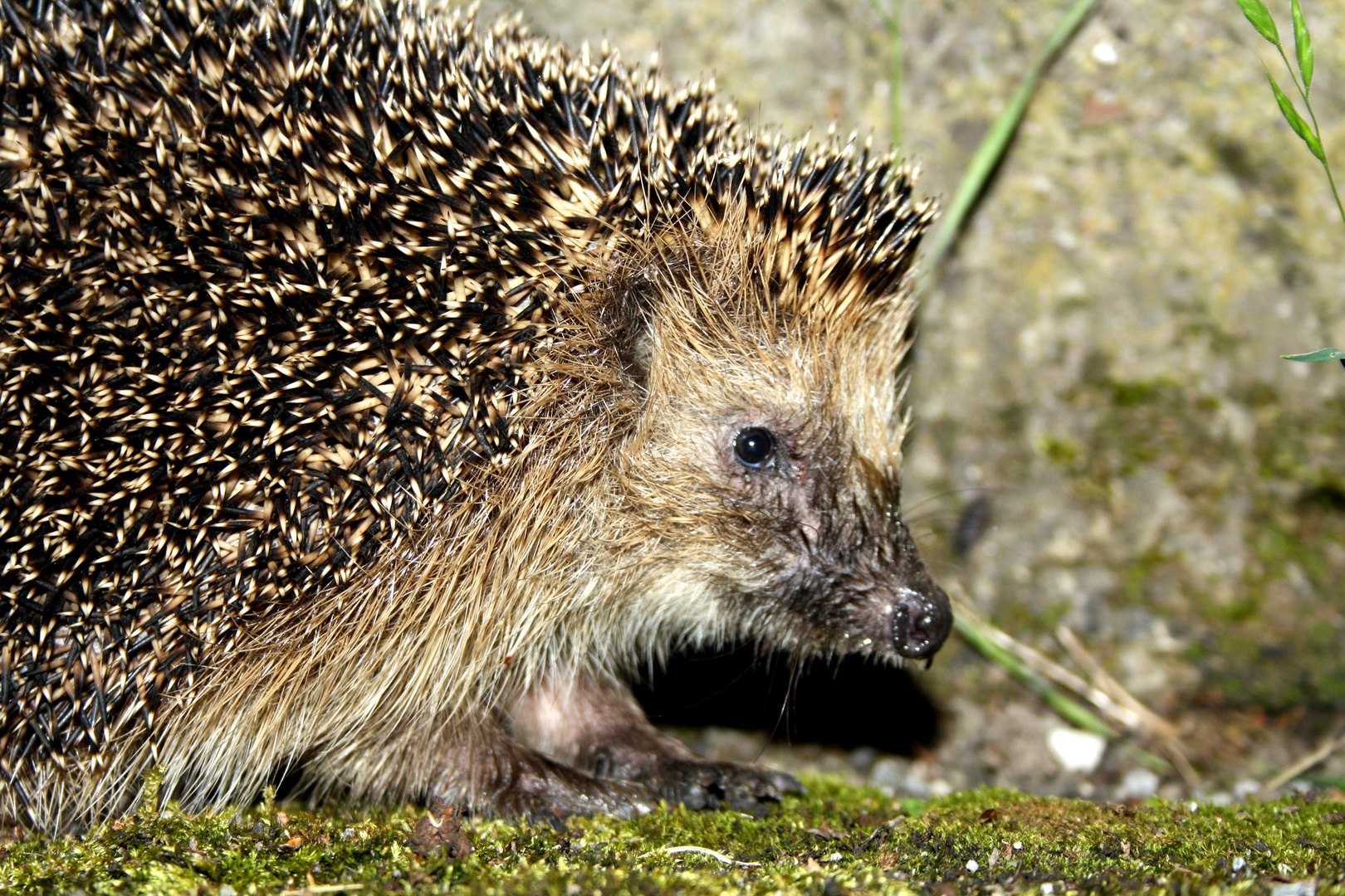 Hedgehog