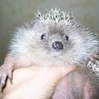 Hedgehog