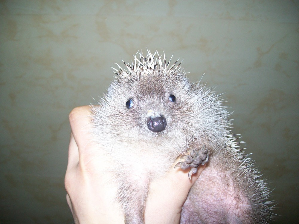 Hedgehog