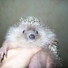 Hedgehog