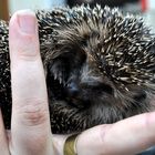 Hedgehog