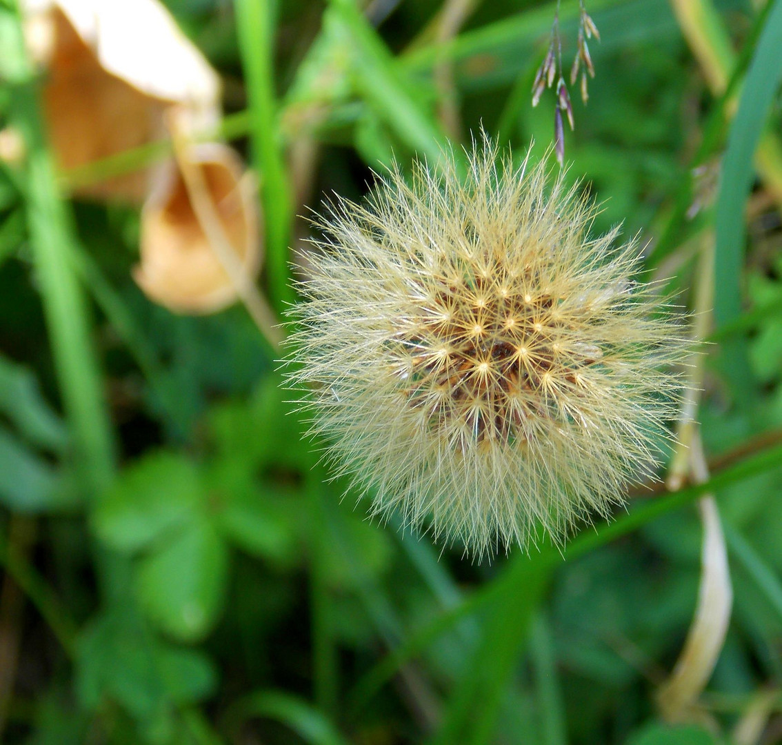 Hedgehog :)