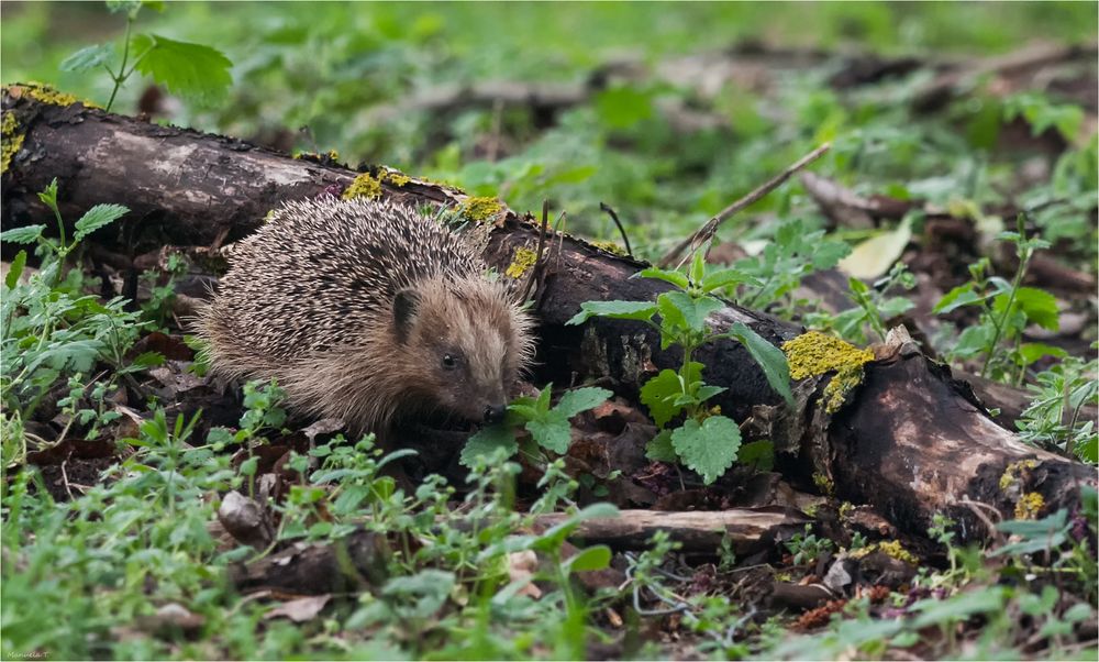 Hedgehog