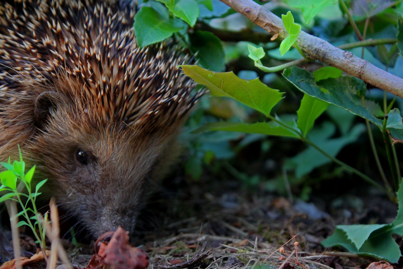 hedgehog