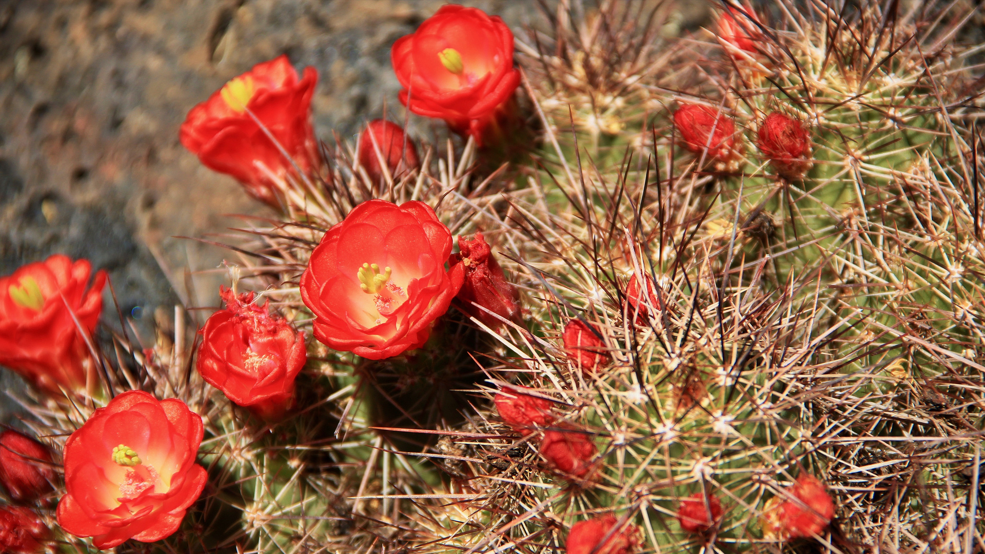 Hedgehog Cactus