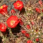 Hedgehog Cactus