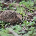 Hedgehog