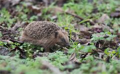 Hedgehog