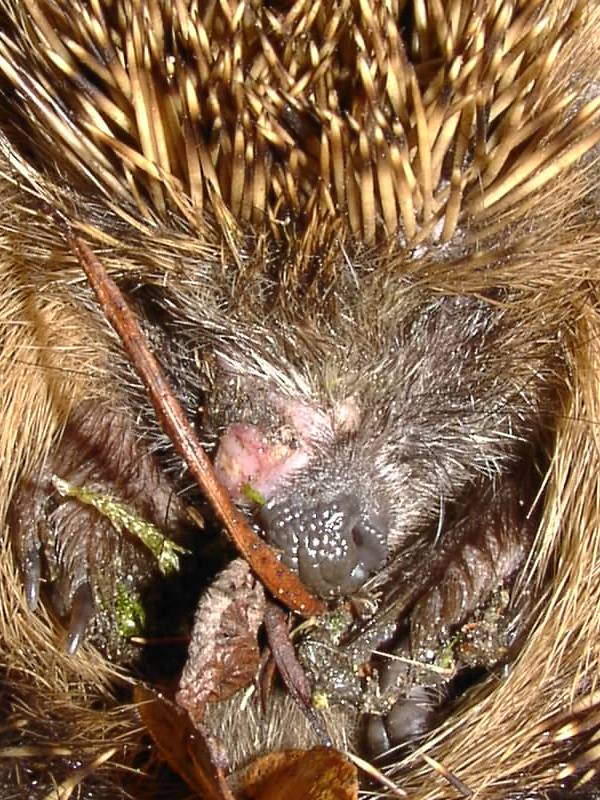 Hedgehog Detail