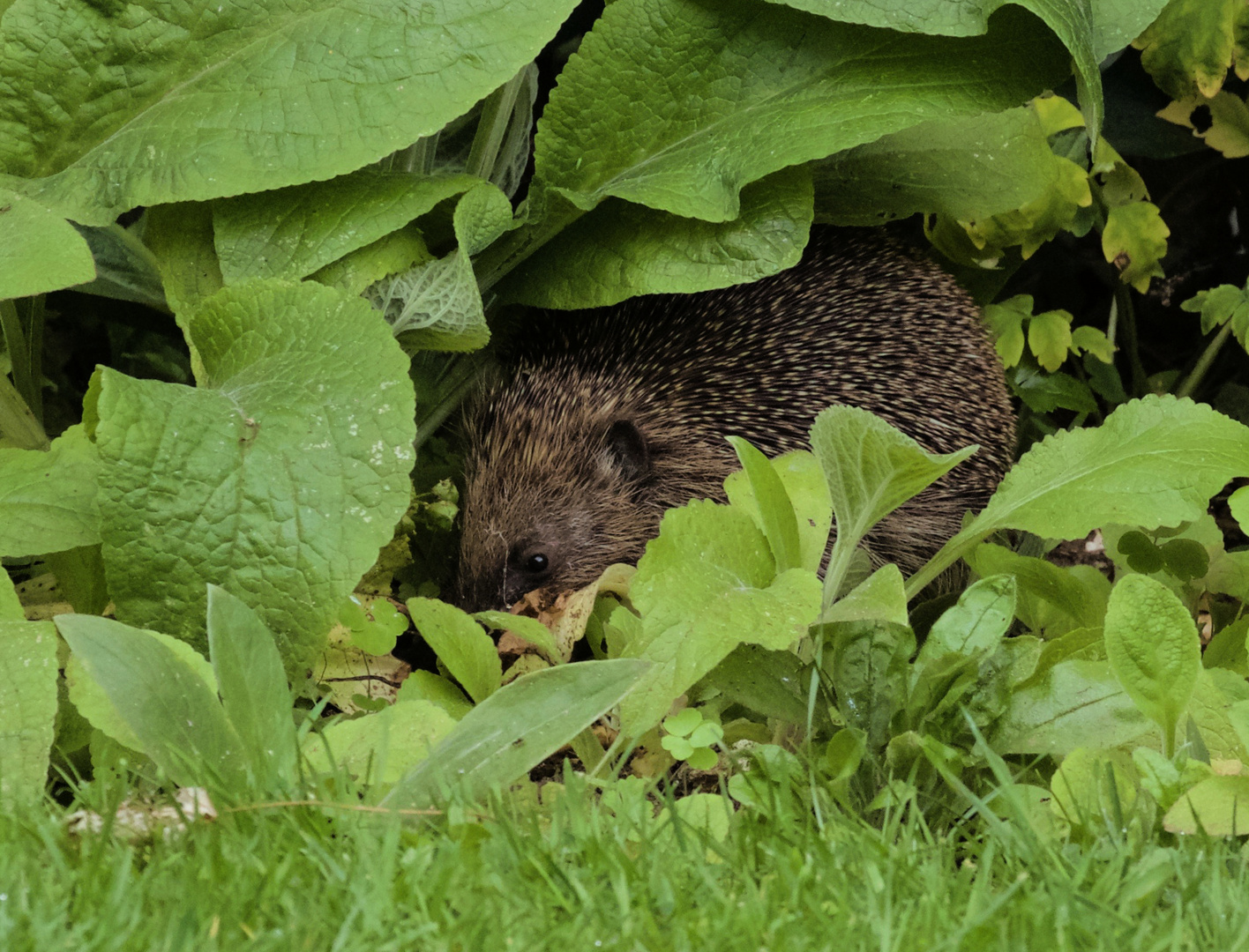 Hedgehog