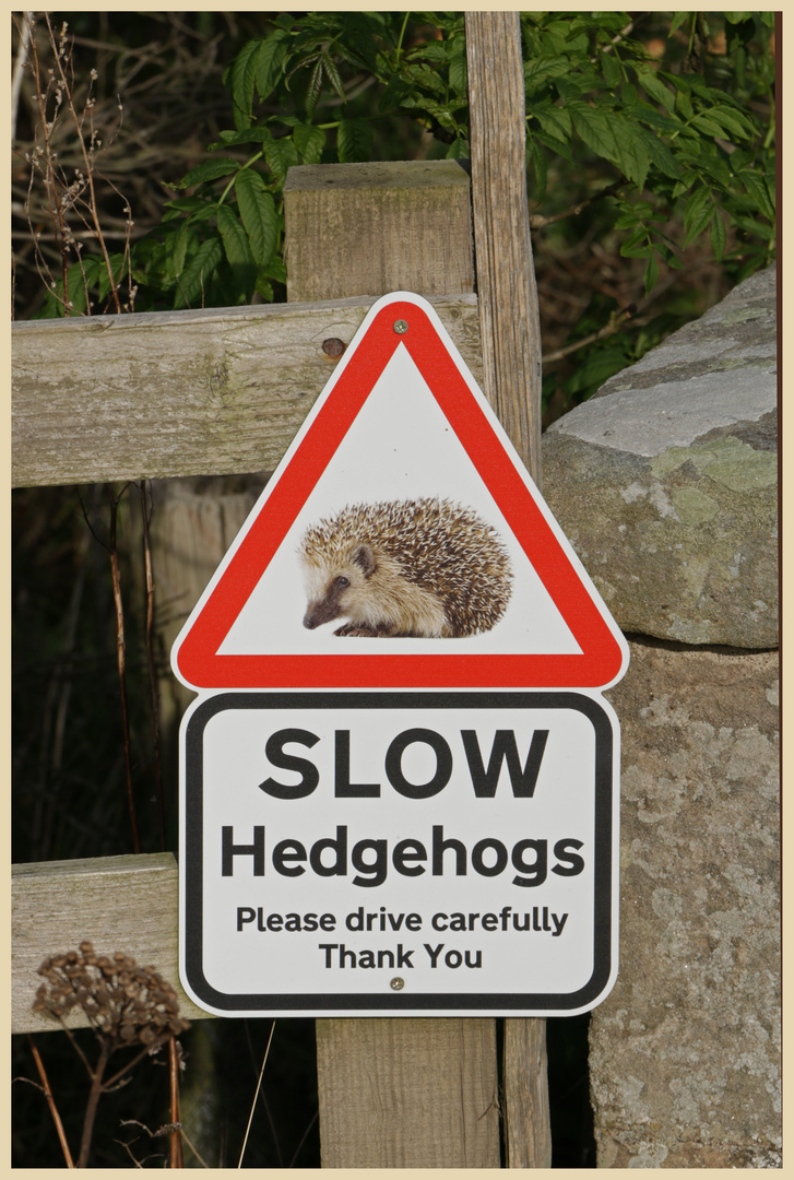 hedgehog sign