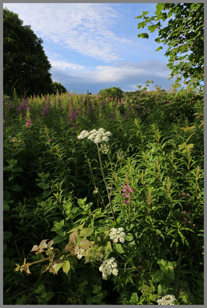 hedgerow near richmond