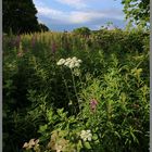 hedgerow near richmond