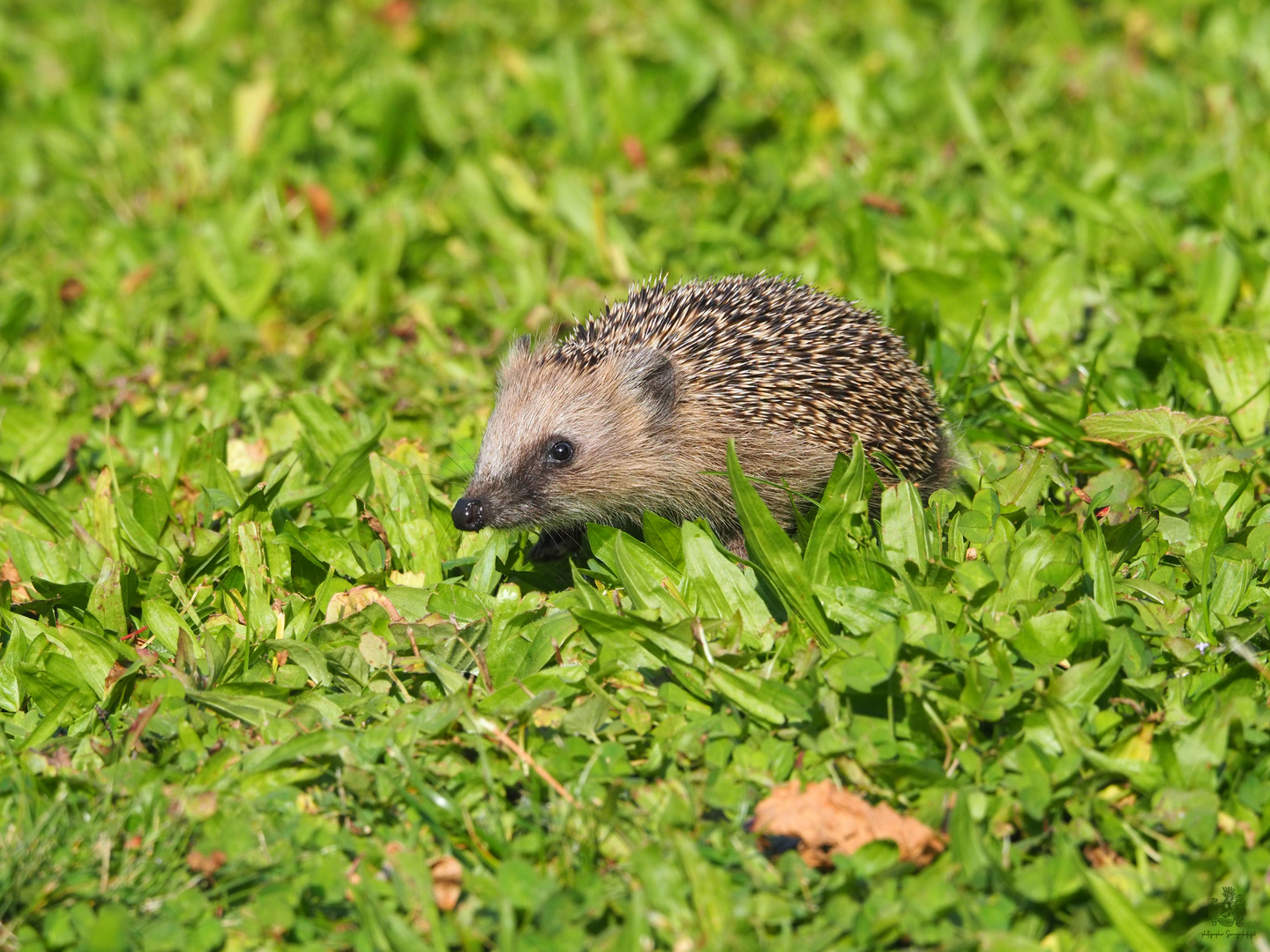 HEDGHOG