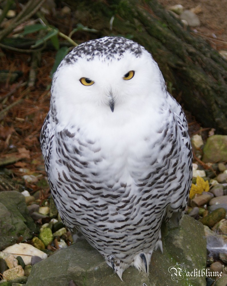 Hedwig