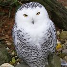 Hedwig