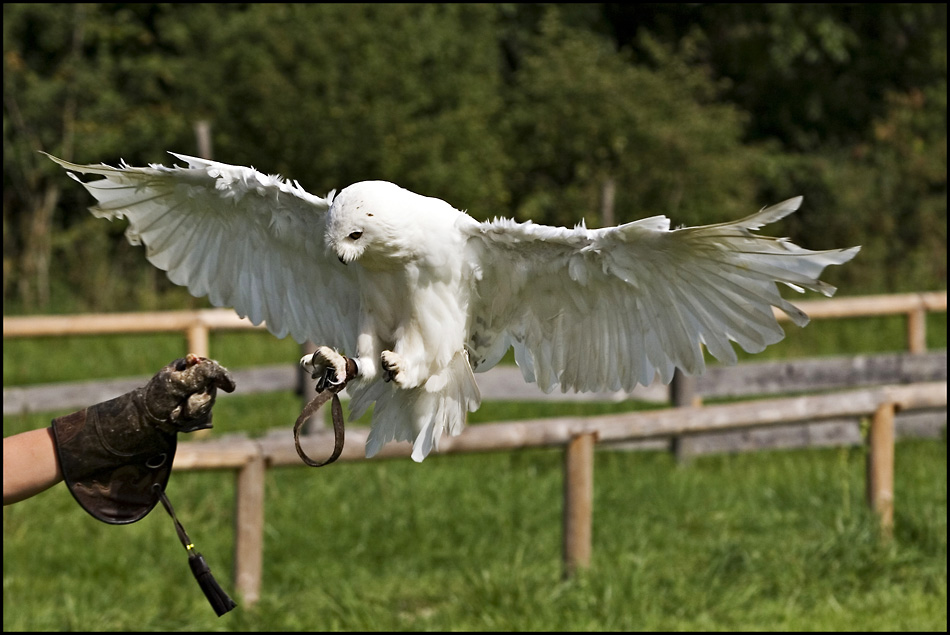 Hedwig