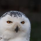 Hedwig