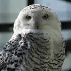 Hedwig?