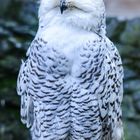 Hedwig