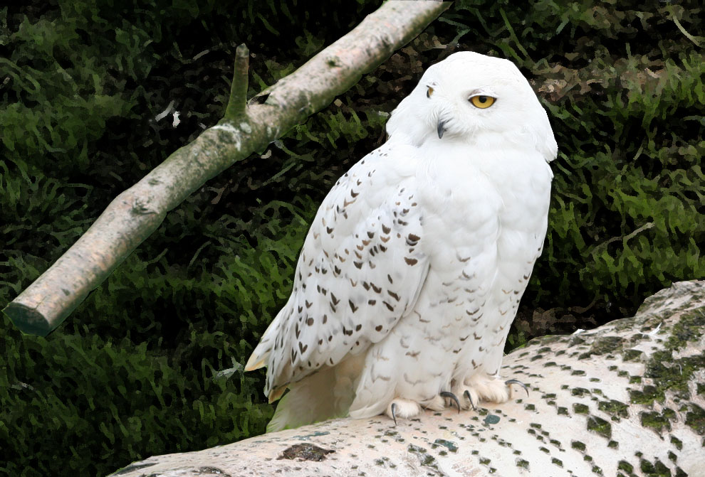 Hedwig