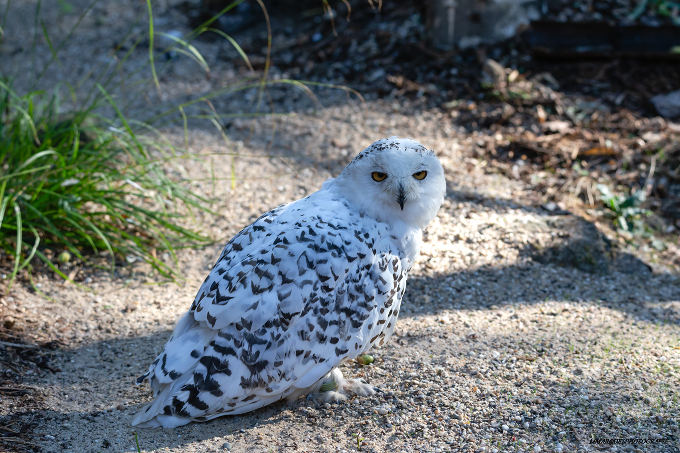 Hedwig