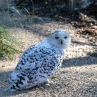 Hedwig