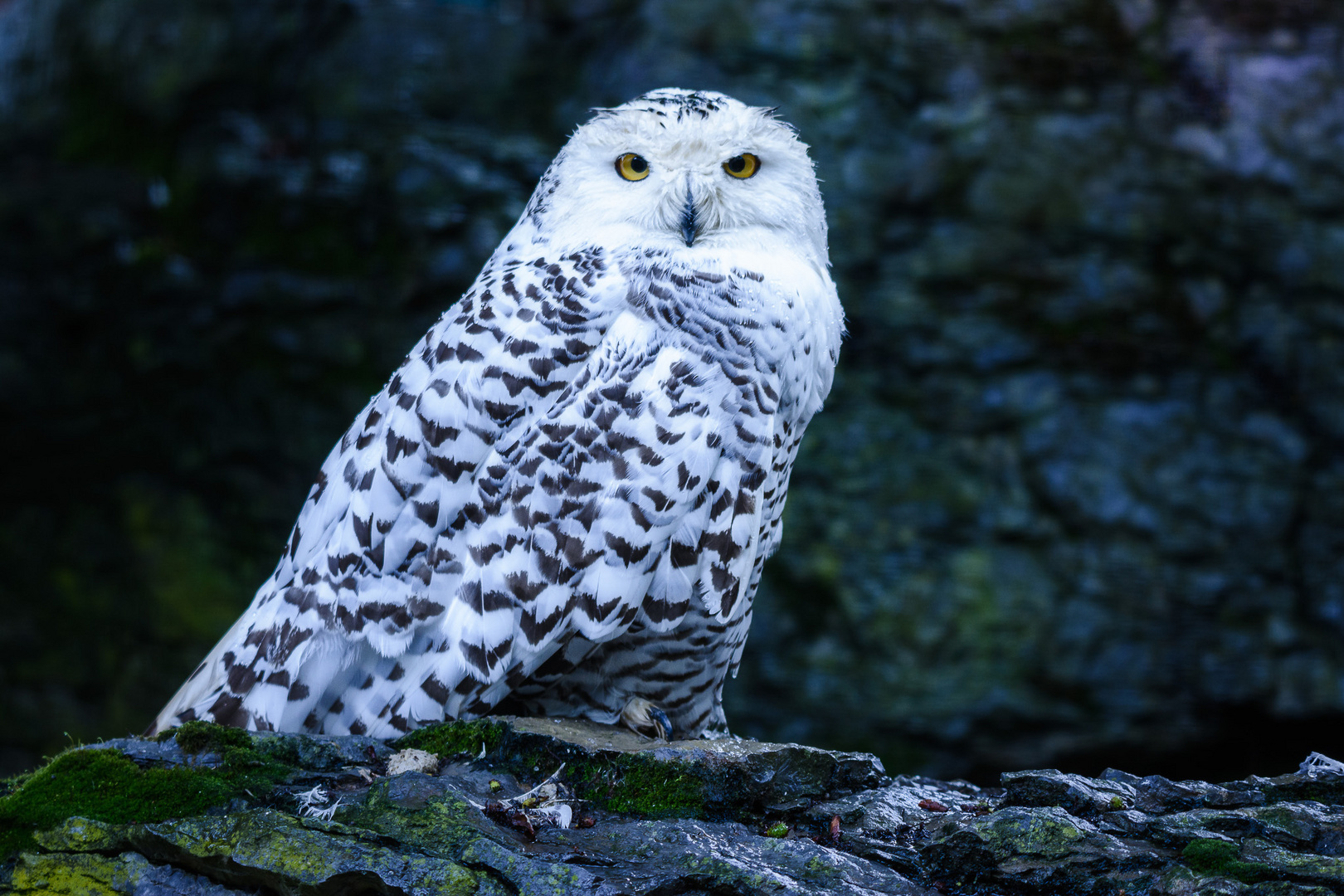 Hedwig