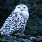 Hedwig