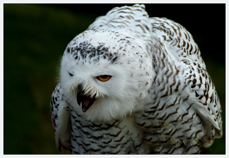 Hedwig, ...