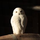 Hedwig