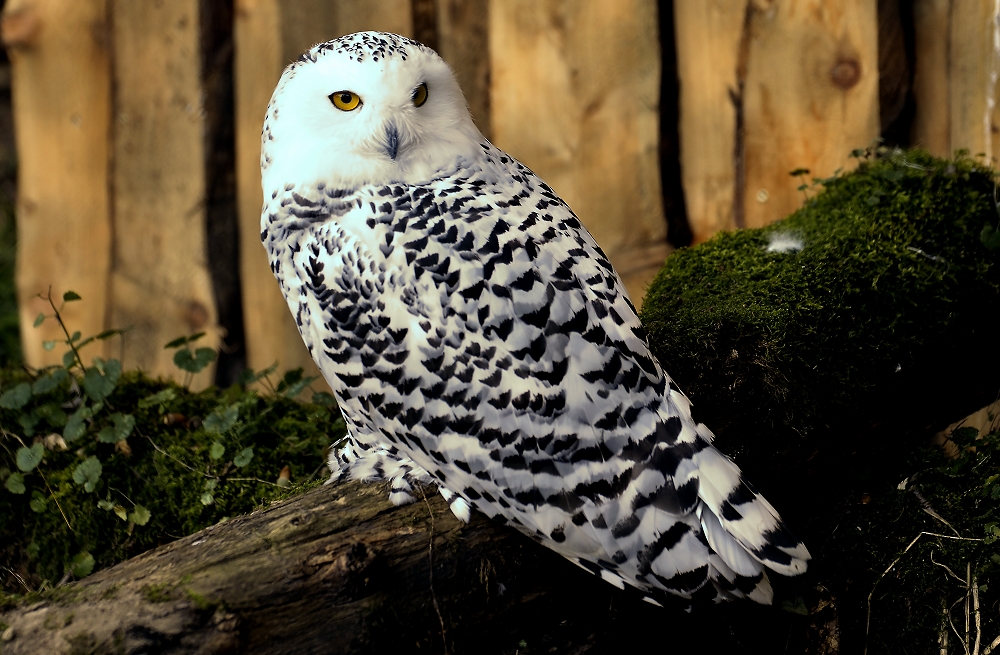 Hedwig