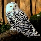 Hedwig