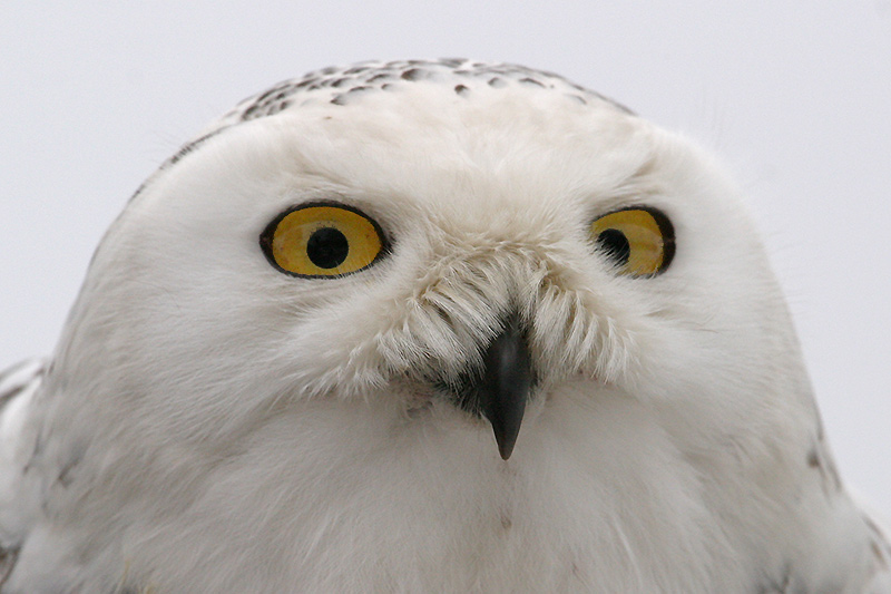 Hedwig, die Schneeeule