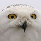 Hedwig, die Schneeeule