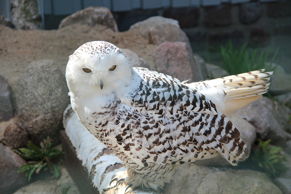 Hedwig, die Schneeeule von Harry Potter