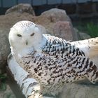 Hedwig, die Schneeeule von Harry Potter