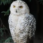Hedwig ?