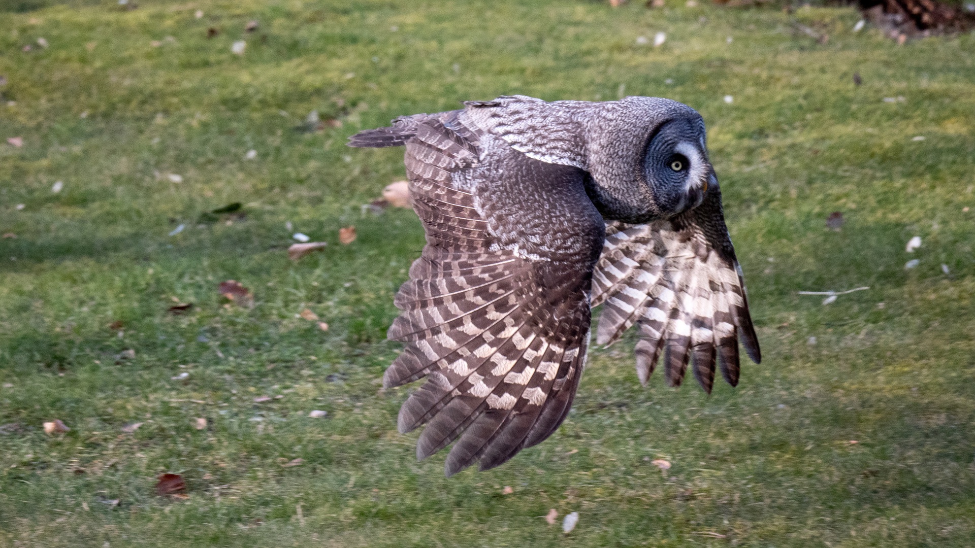 Hedwig Foto & Bild tiere, zoo, wildpark & falknerei, natur Bilder auf