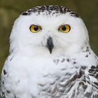 Hedwig