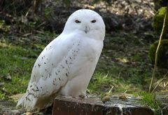 "Hedwig für Harry P."